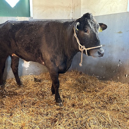 Kuh Hilde auf Zwischenstation bei der Tara Tierhilfe in Lohmar