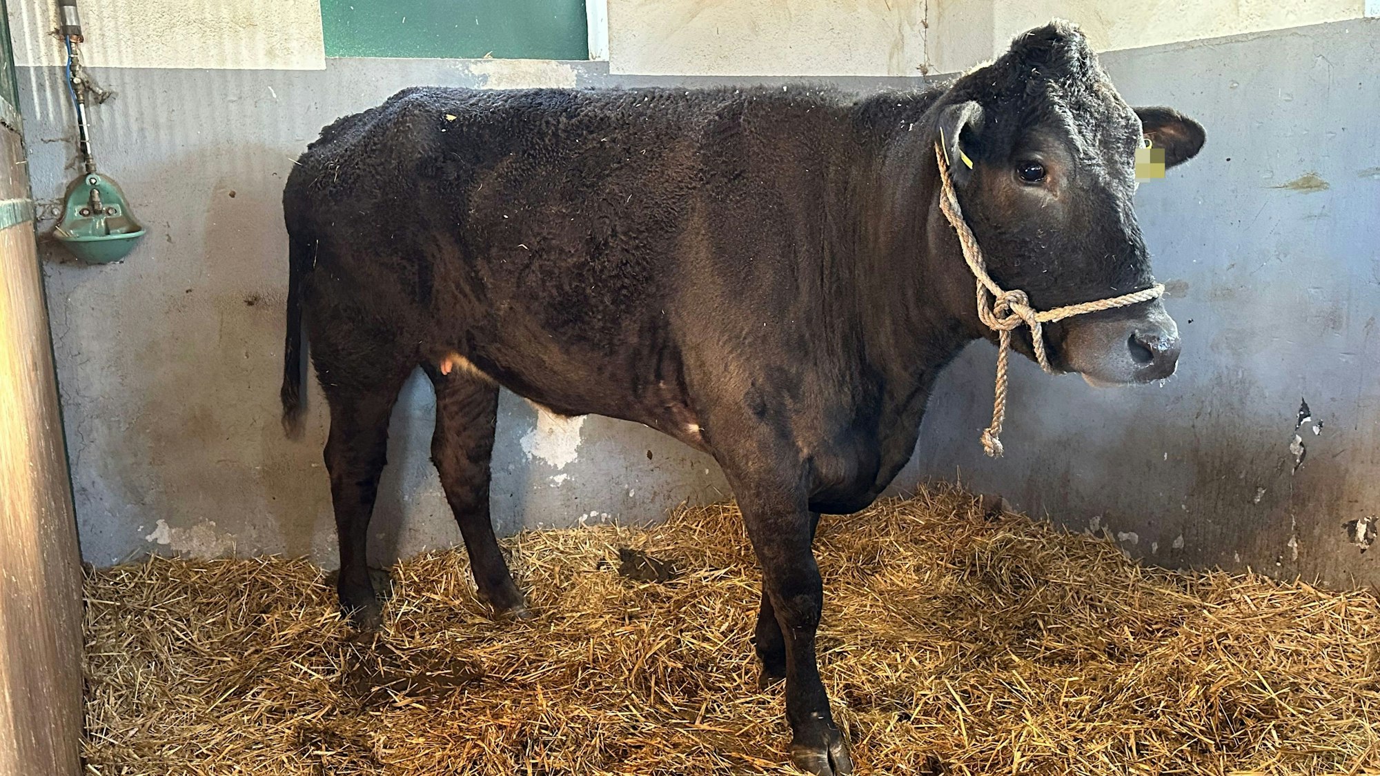 Kuh Hilde auf ihrer Zwischenstation bei der Tara Tierhilfe in Lohmar, bevor sie nach Niedersachsen kam.