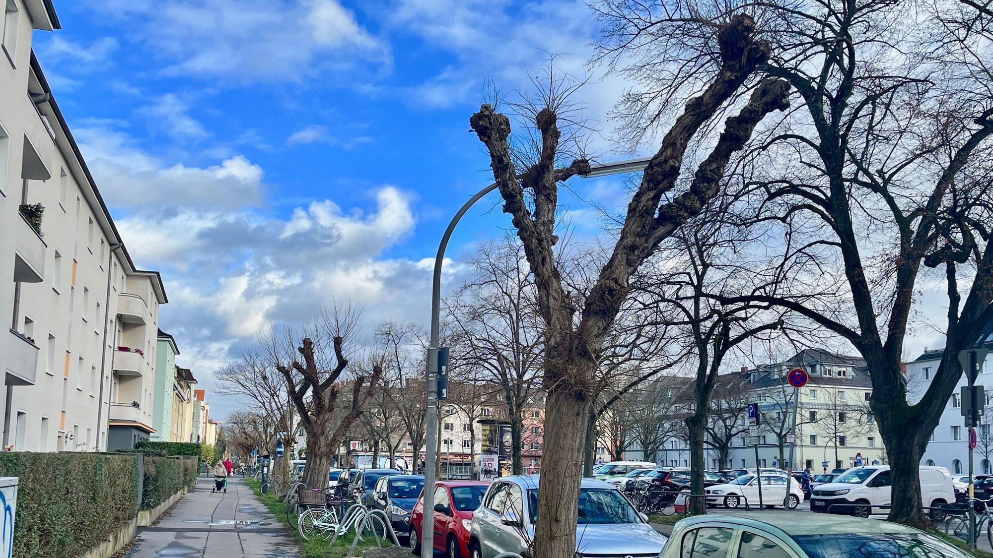 Die Kugelrobinien an der Euskirchener Straße sind eher etwas bizarr als rund. Manche Robinie wirkt stark „gerupft“.