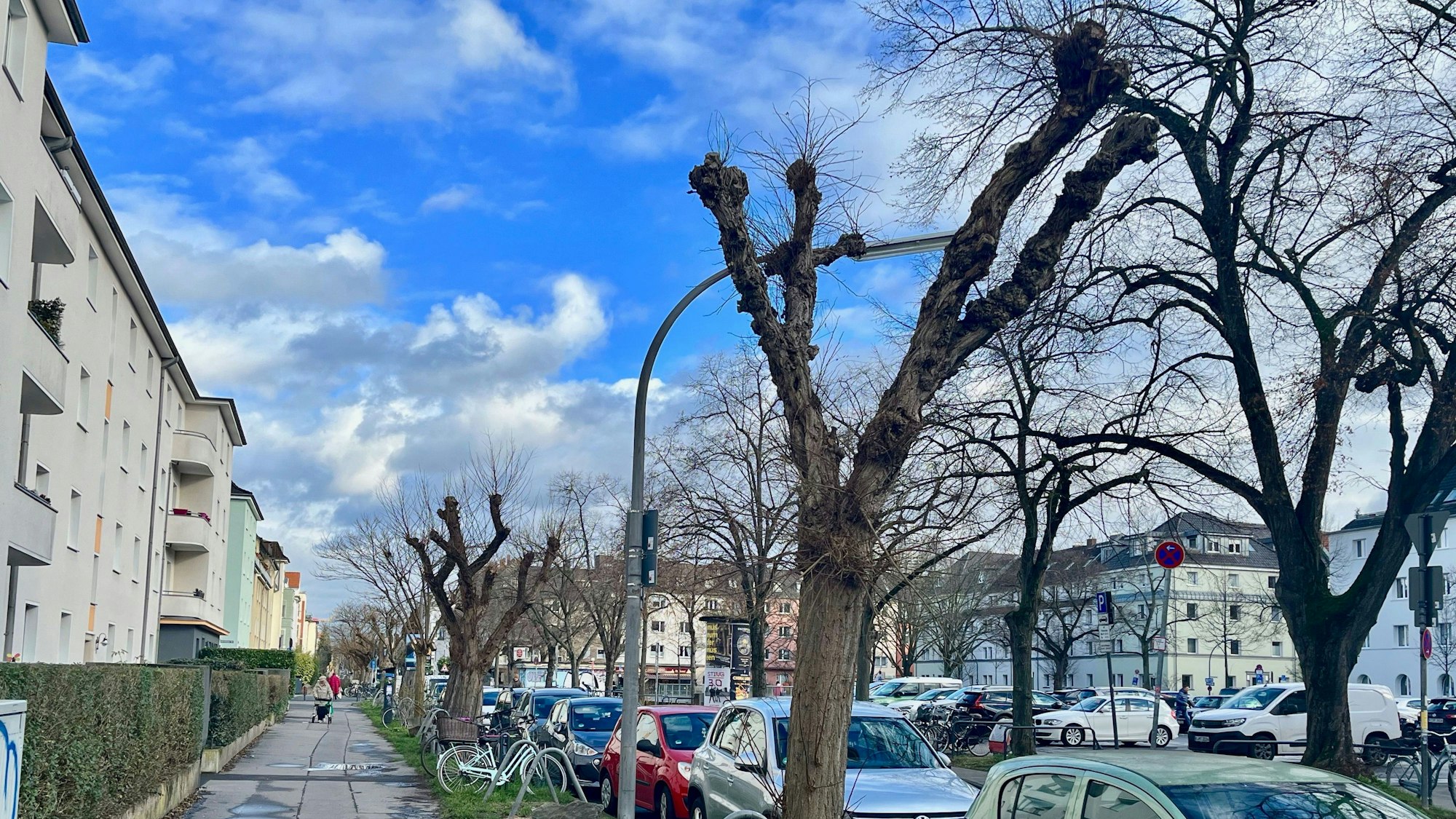 Die Kugelrobinien an der Euskirchener Straße sind eher etwas bizarr als rund. Manche Robinie wirkt stark „gerupft“.