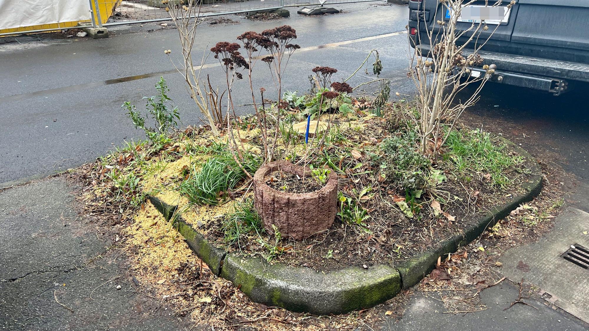 In zwei Baumscheiben fehlen nun die Kugelrobinien.