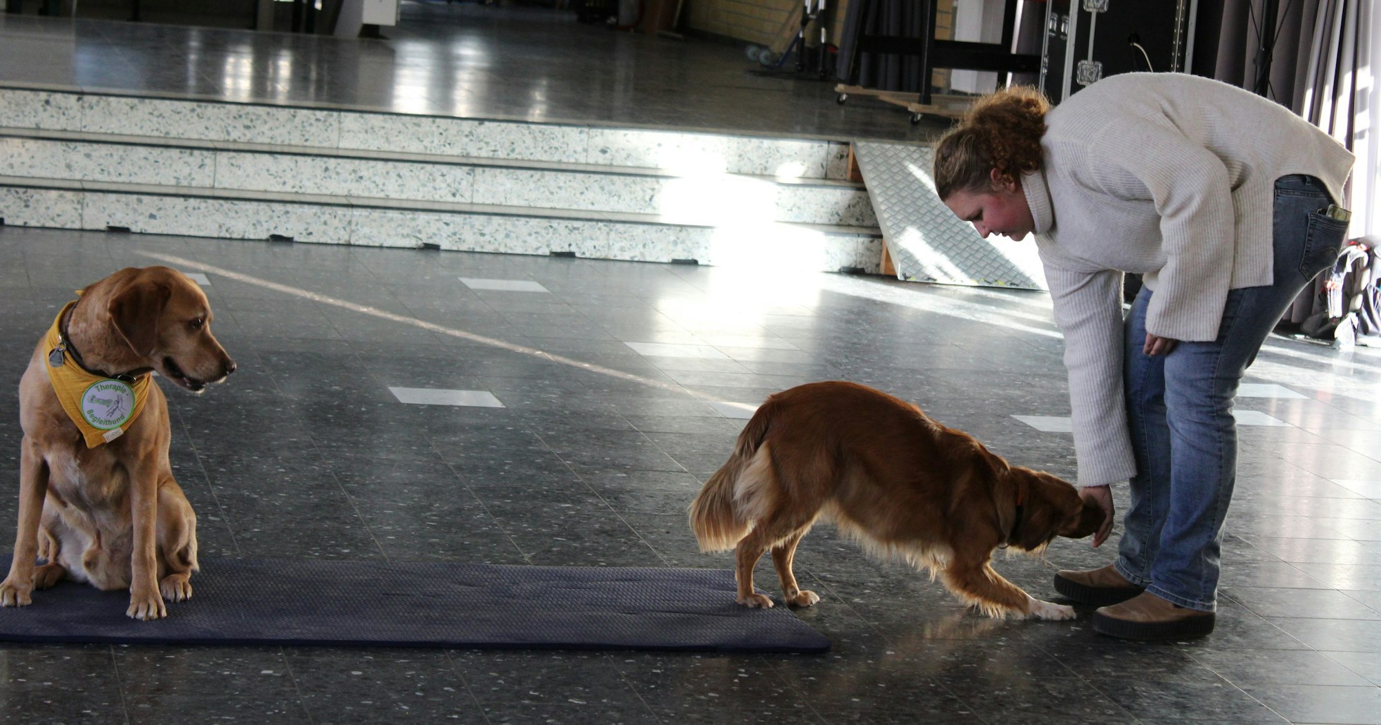 Ein Mädchen hält einem Hund die Hand hin, sodass dieser sich herunterbeugt - ein anderer Hund schaut ihnen zu.