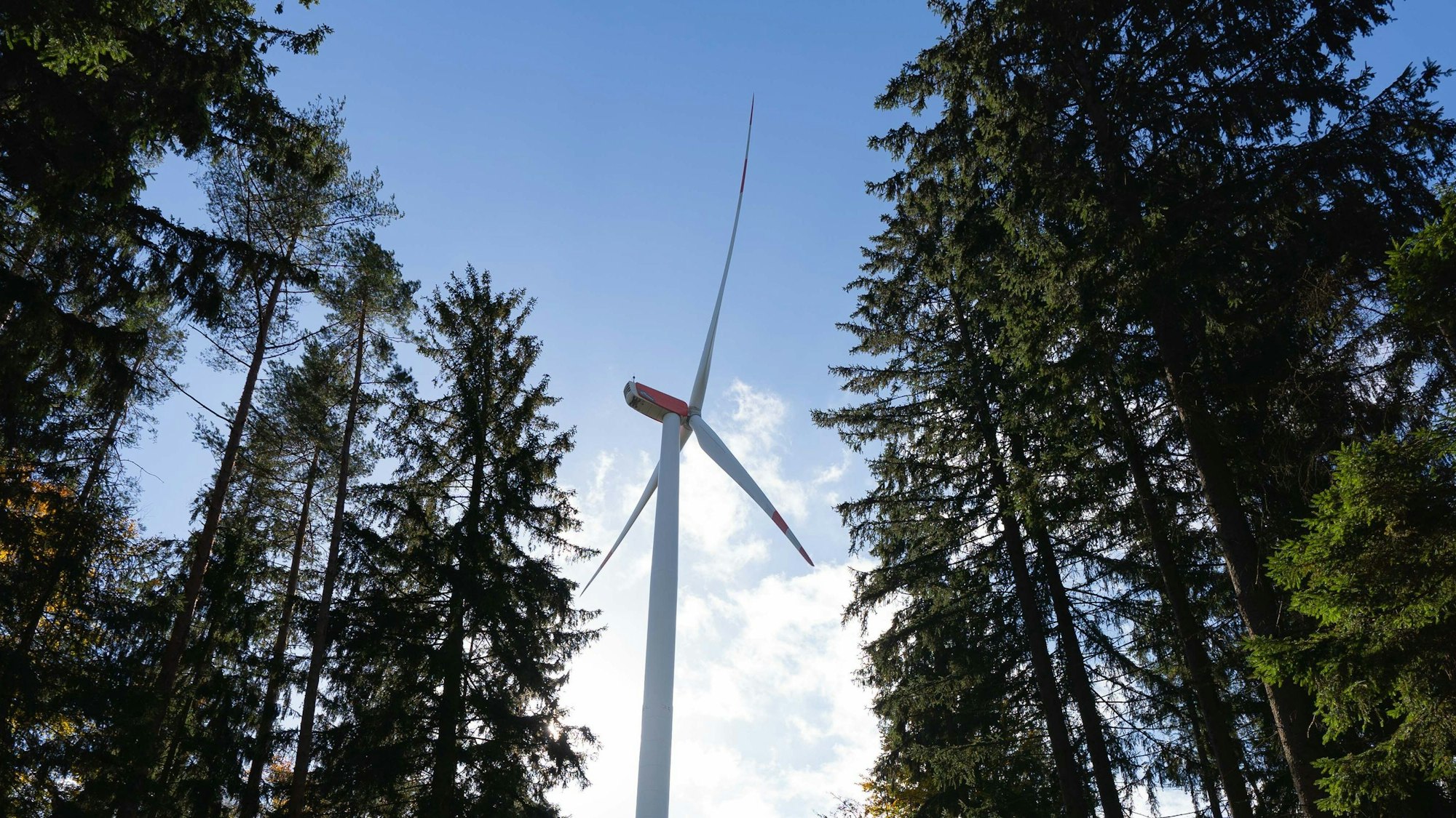 Die Sonne lässt das verfärbte Herbstlaub rund um ein Windrad aufleuchten.