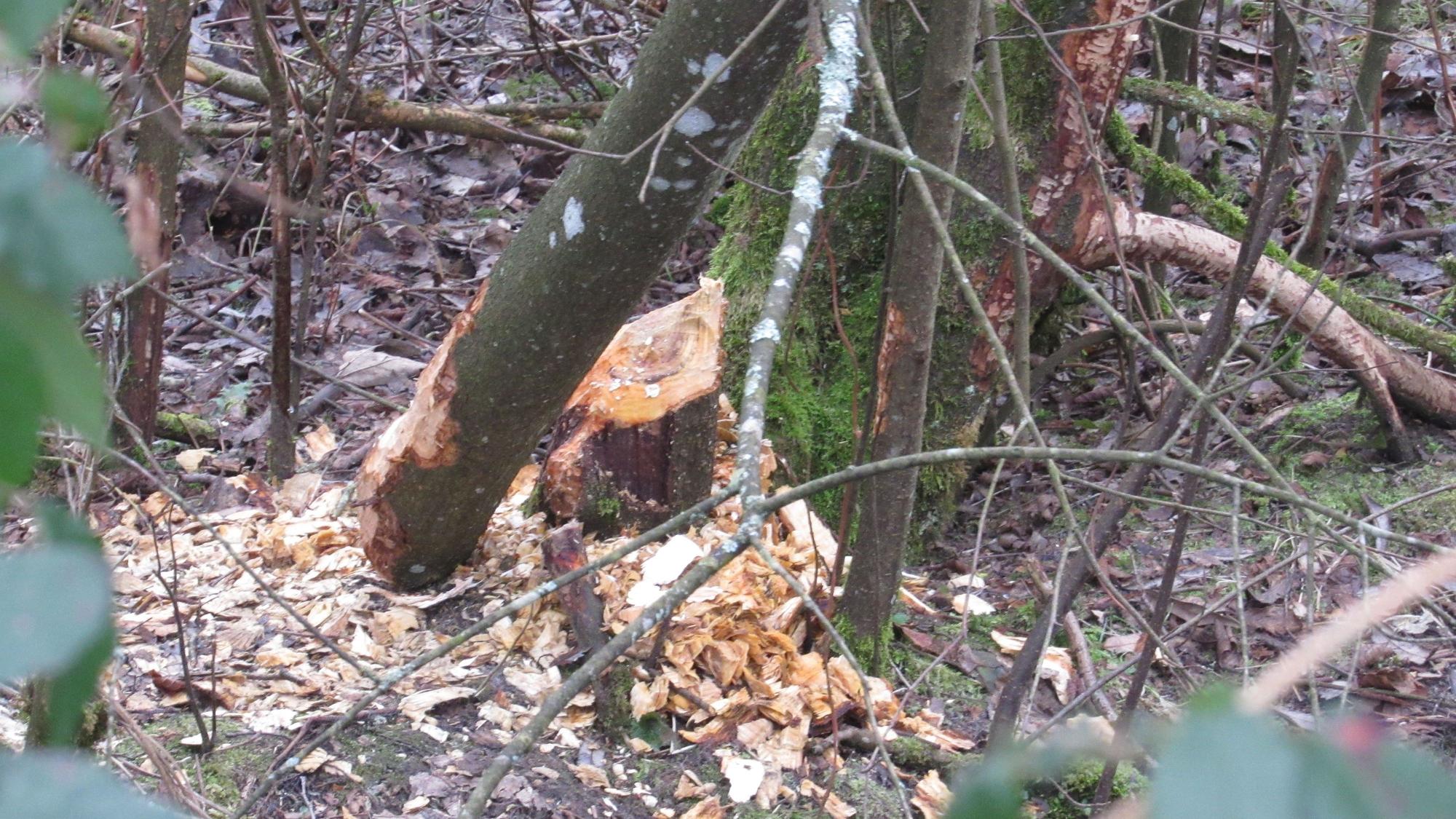 Ein abgenagter Baum.