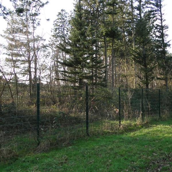 Hinter einem Zaun ist ein bewaldetes Gebiet zu sehen, es liegt an einer schmalen asphaltierten Straße.