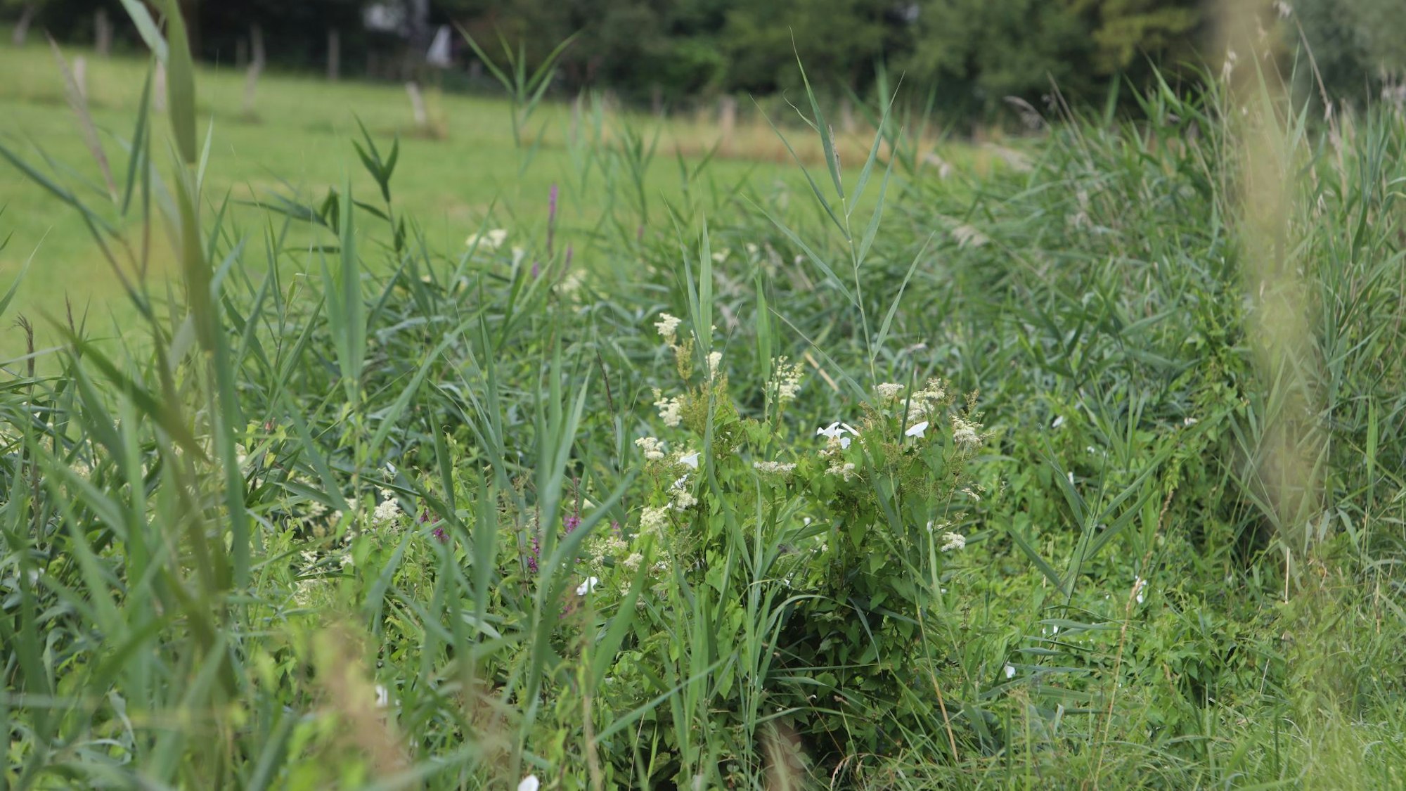Eine grüne Wiesenfläche