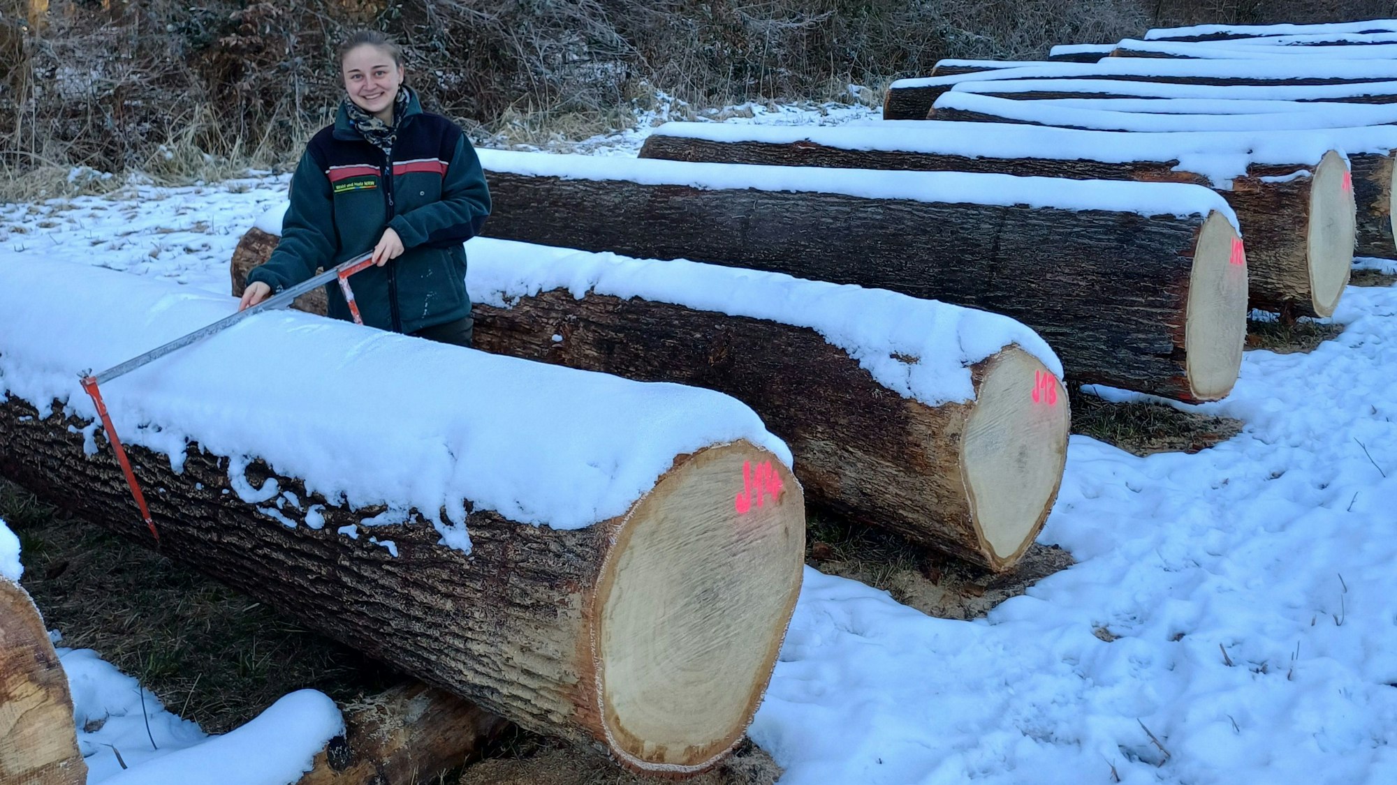 Forstreferendarin Mariella Zwickel misst einen Eichenstamm am Lager im Kottenforst