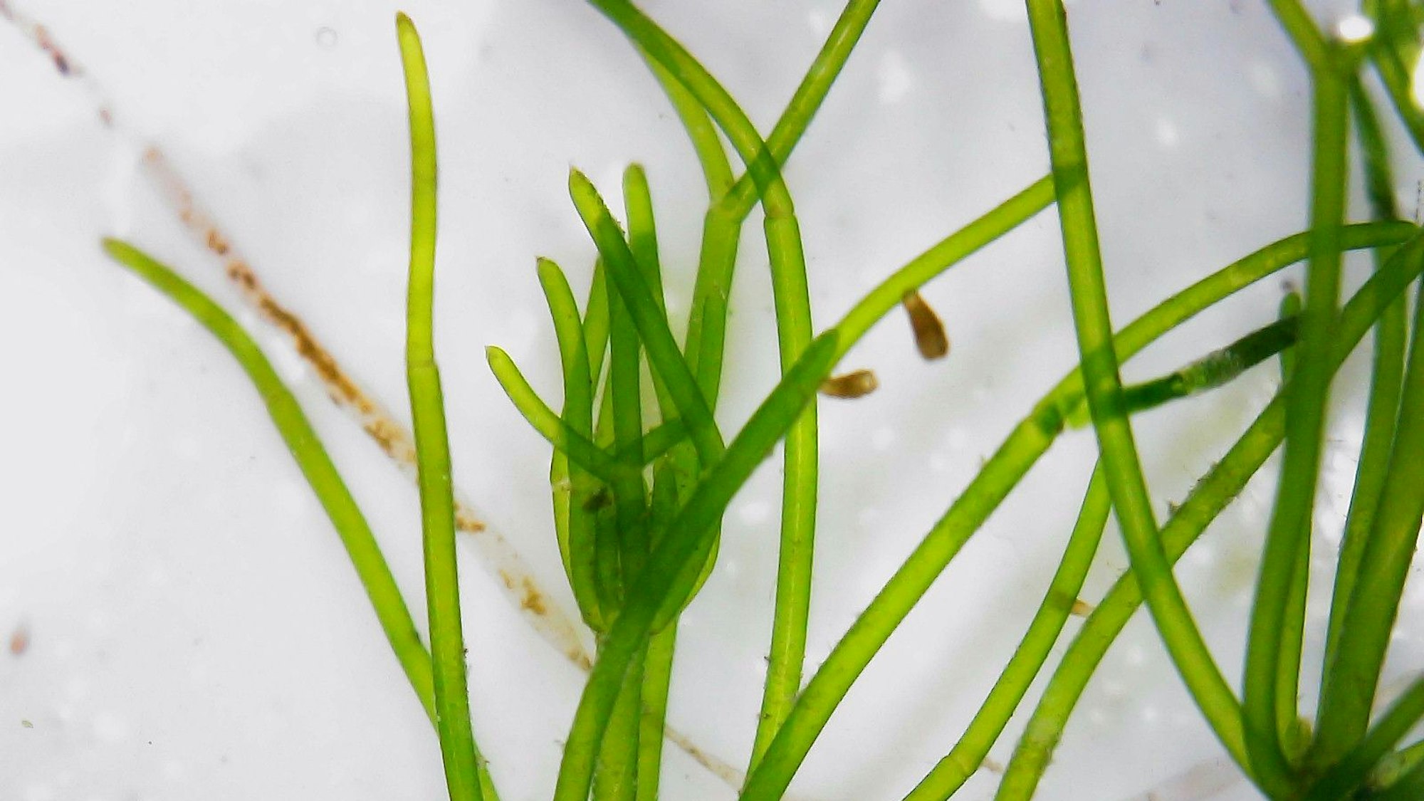 Das Foto zeigt Armleuchteralge