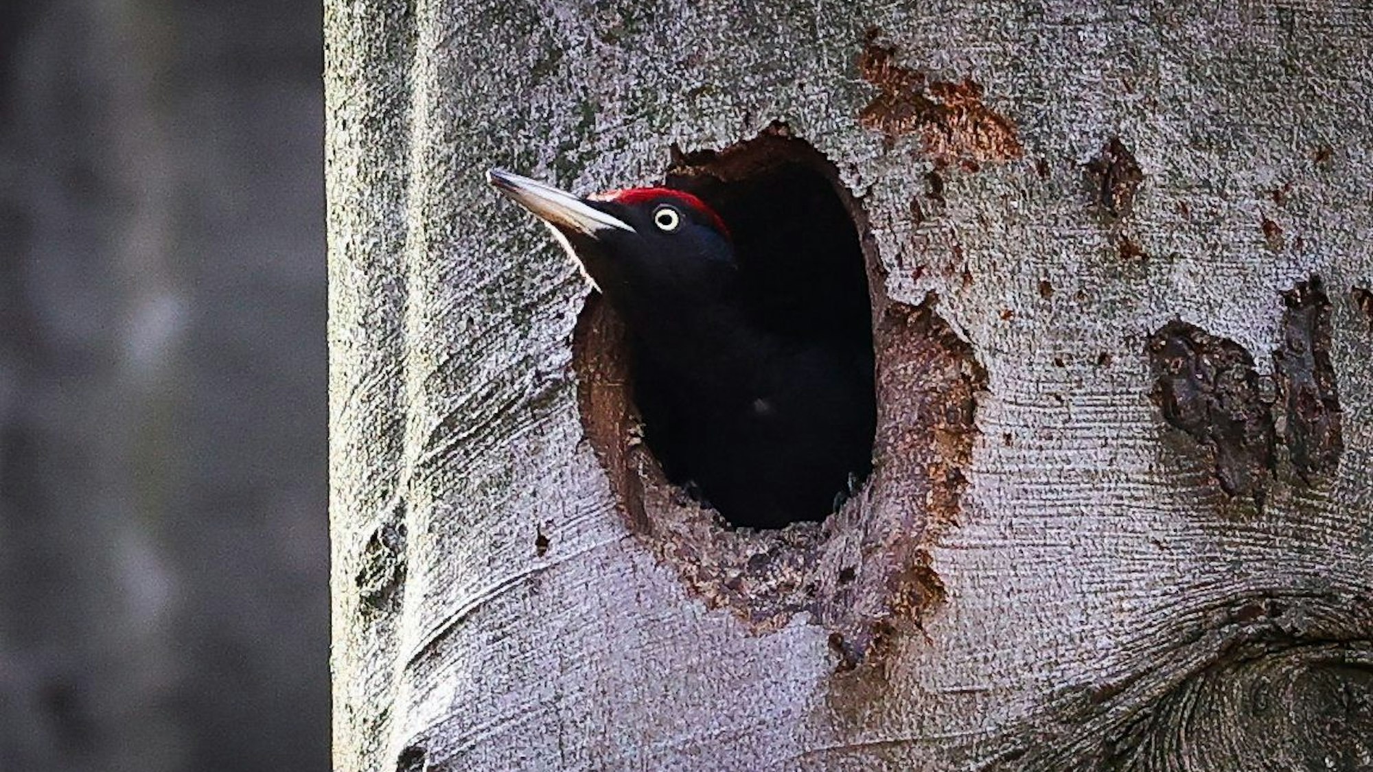 Auf dem Bild ist ein Schwarzspecht zu sehen, der aus einer Bruthöhle schaut.