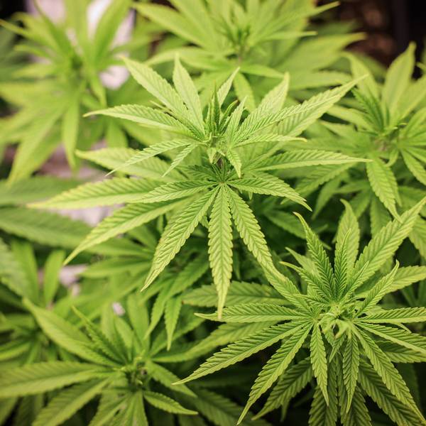 Etwa vier Wochen alte Cannabispflanzen unter künstlicher Beleuchtung