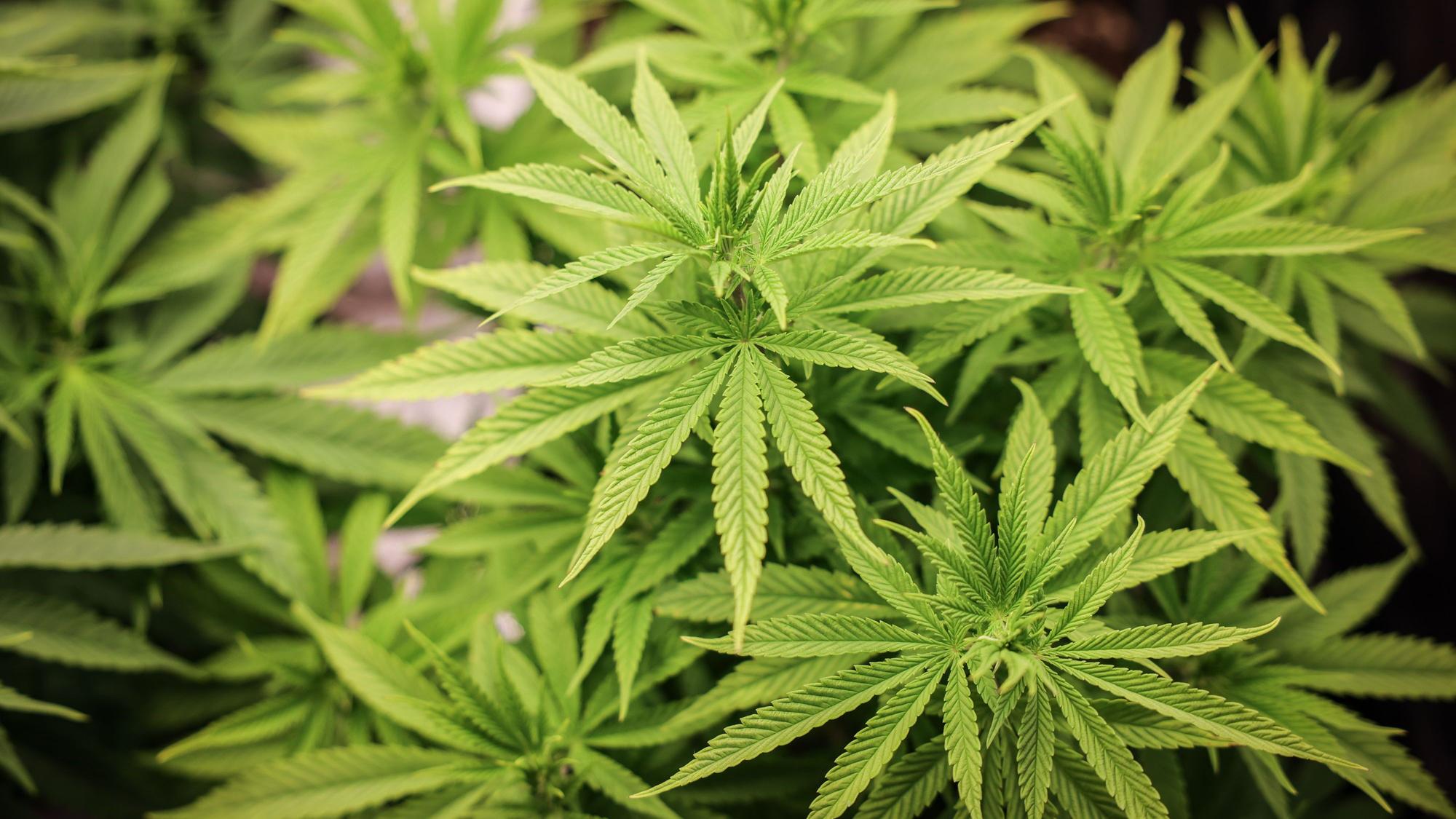 Etwa vier Wochen alte Cannabispflanzen unter künstlicher Beleuchtung