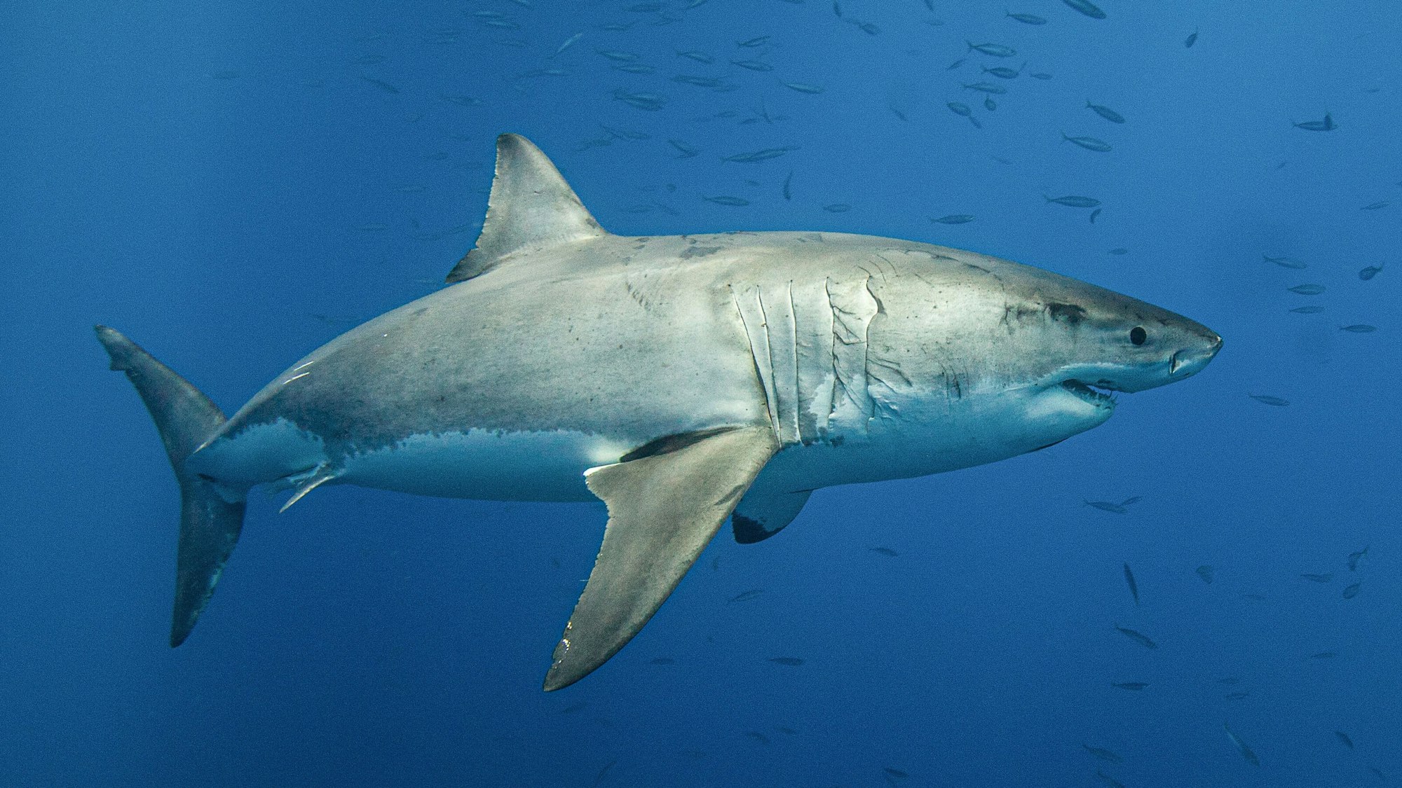 Sinkender pH-Wert des Meerwassers könnte Haien im Jahr 2300 erheblich schaden. Zähne verlieren Festigkeit.