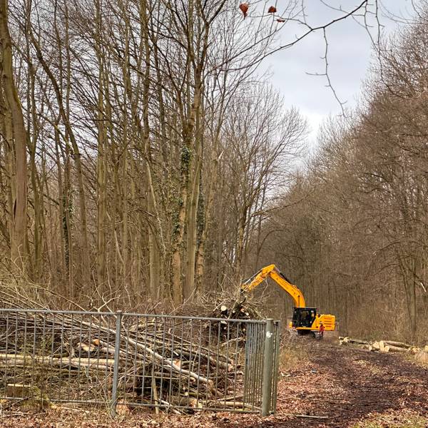 Mitten im Wald steht ein Bagger, der gefällte Bäume aufstapelt.