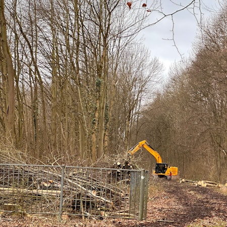 Mitten im Wald steht ein Bagger, der gefällte Bäume aufstapelt.