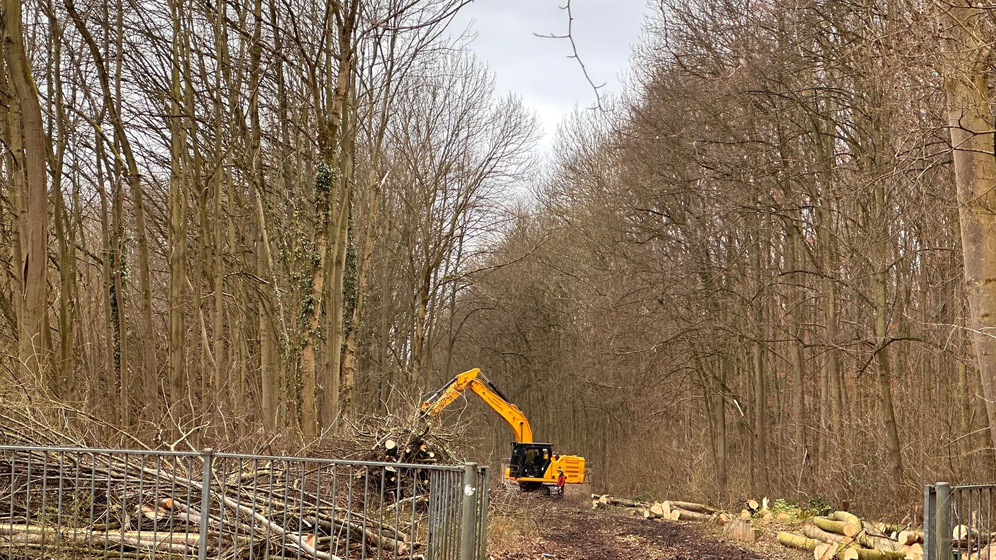 Mitten im Wald steht ein Bagger, der gefällte Bäume aufstapelt.