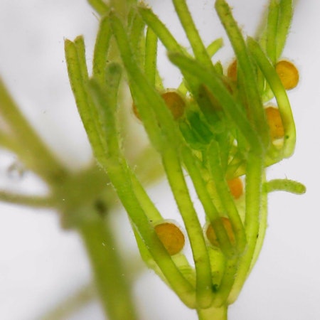 In einigen Talsperren des Wupperverbandes im Oberbergischen Kreis ist die Biegsame Glanzleuchteralge (Nitella flexilis) nachgewiesen worden, sie gehört zur Familie der Armleuchteralgen.