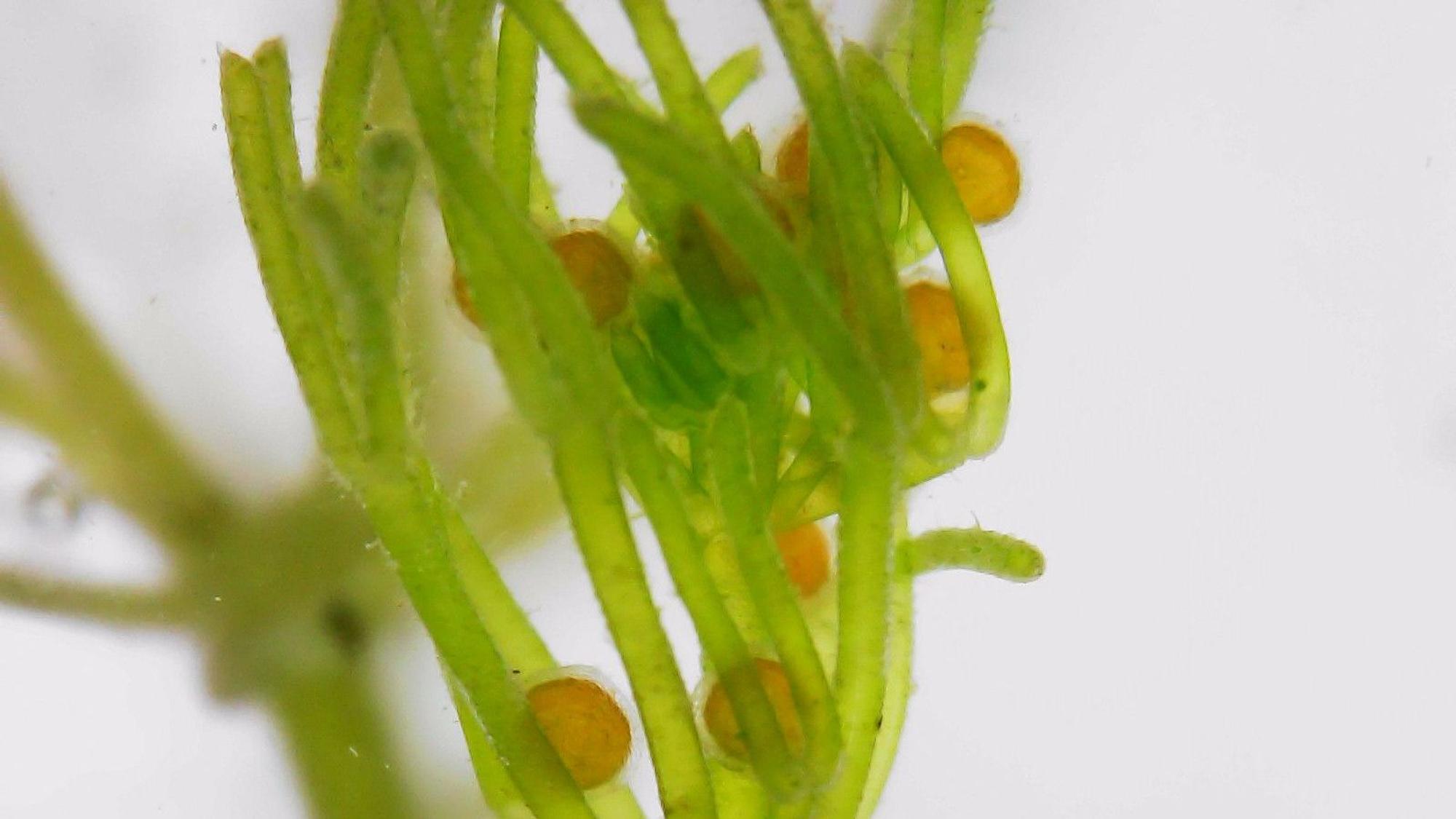 In einigen Talsperren des Wupperverbandes im Oberbergischen Kreis ist die Biegsame Glanzleuchteralge (Nitella flexilis) nachgewiesen worden, sie gehört zur Familie der Armleuchteralgen.