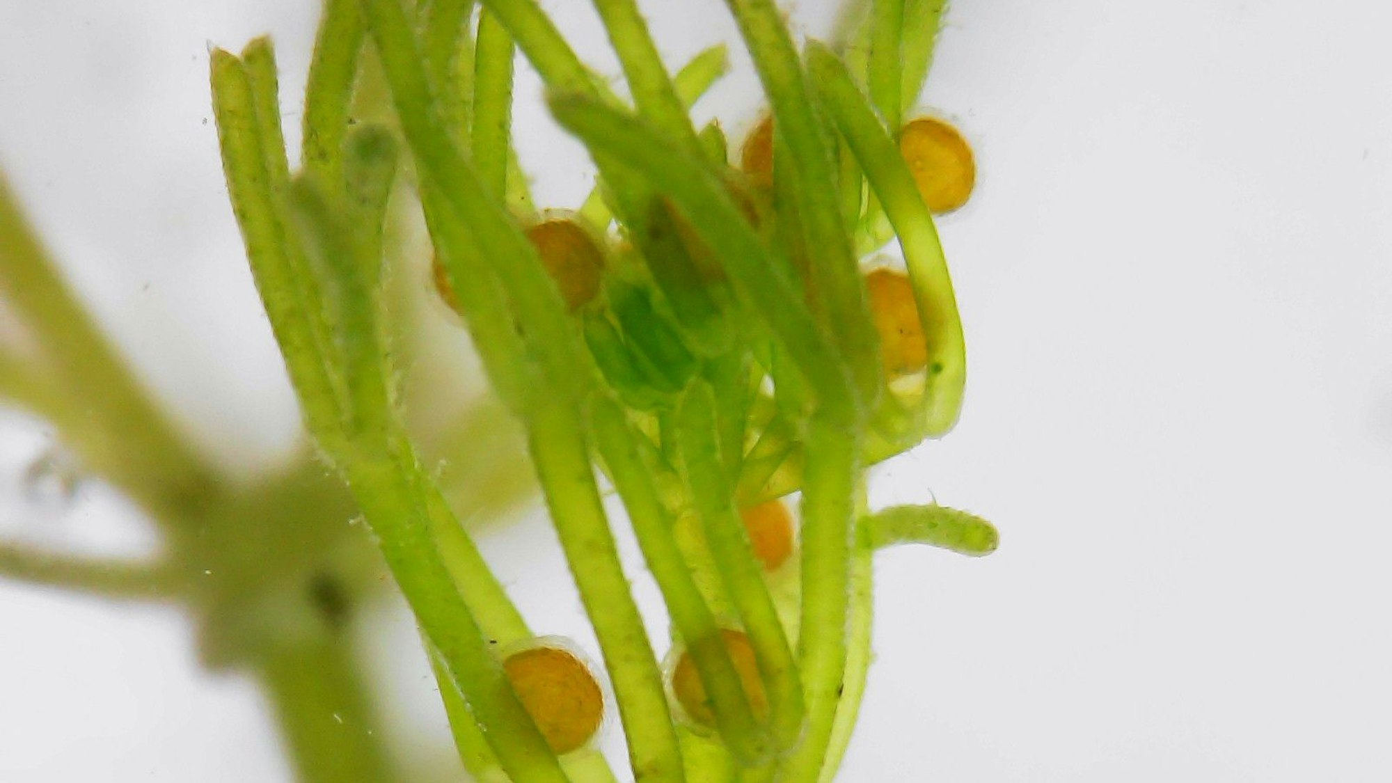In einigen Talsperren des Wupperverbandes im Oberbergischen Kreis ist die Biegsame Glanzleuchteralge (Nitella flexilis) nachgewiesen worden, sie gehört zur Familie der Armleuchteralgen.