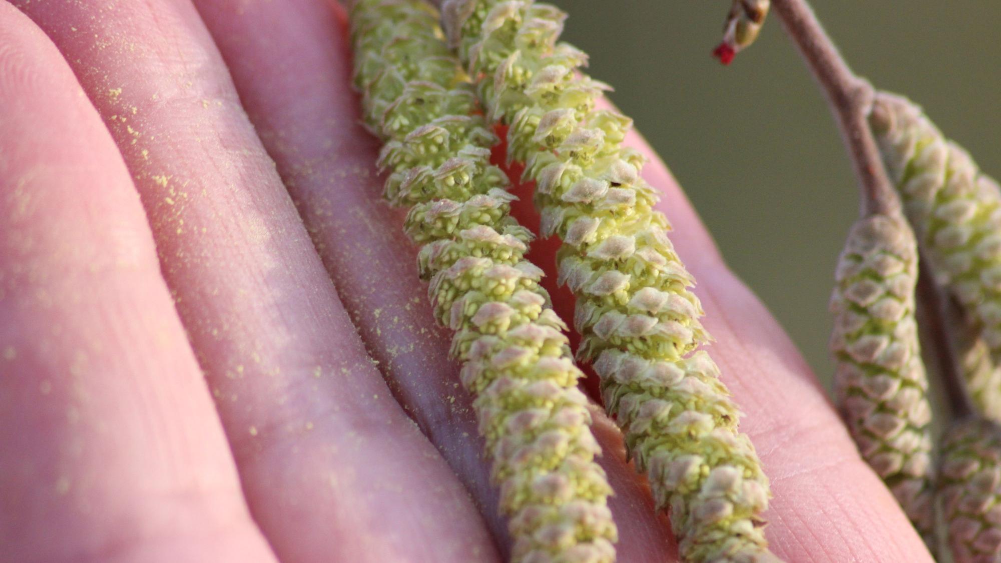Eine Hand hält Haselnussrispen, aus denen Pollen fallen.