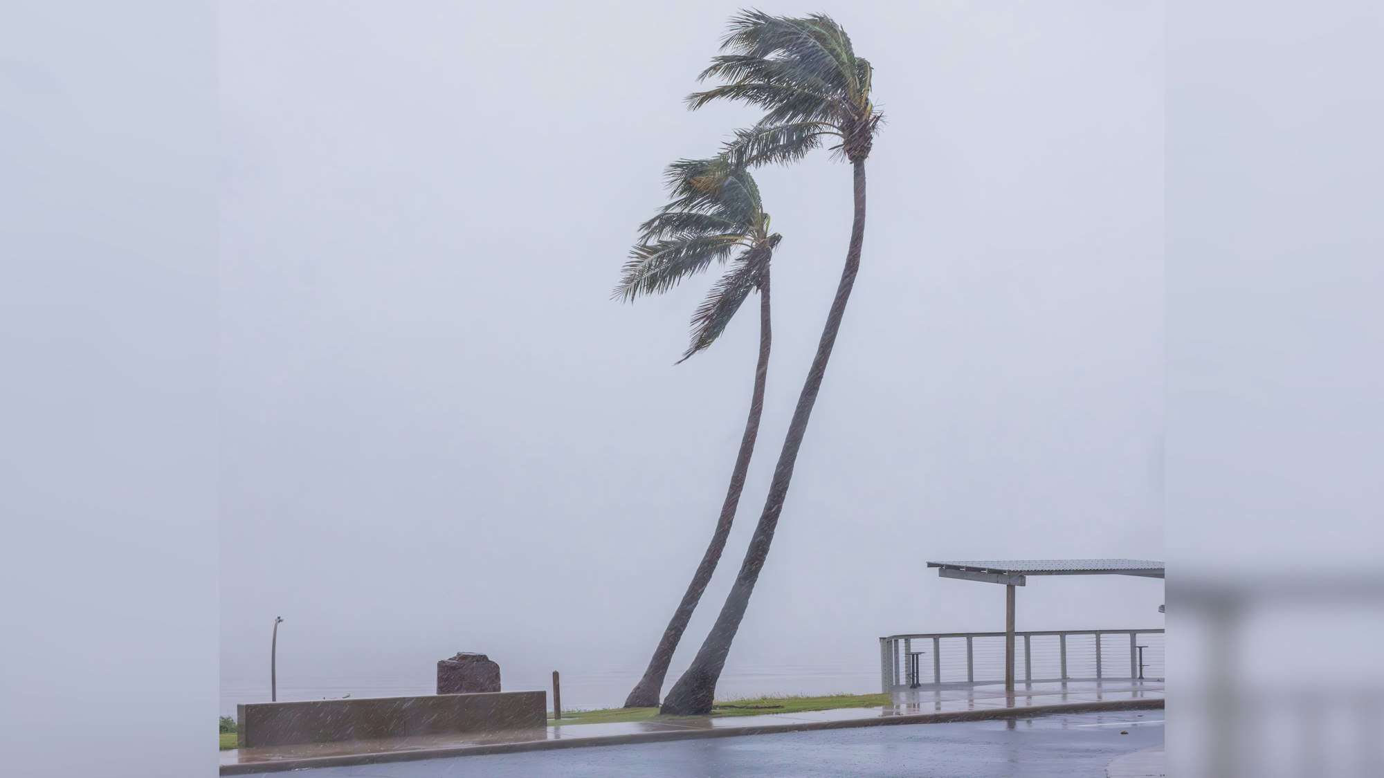Palmen werden von dem starken Wind vor einem regen-grauen Himmel herumgebogen.