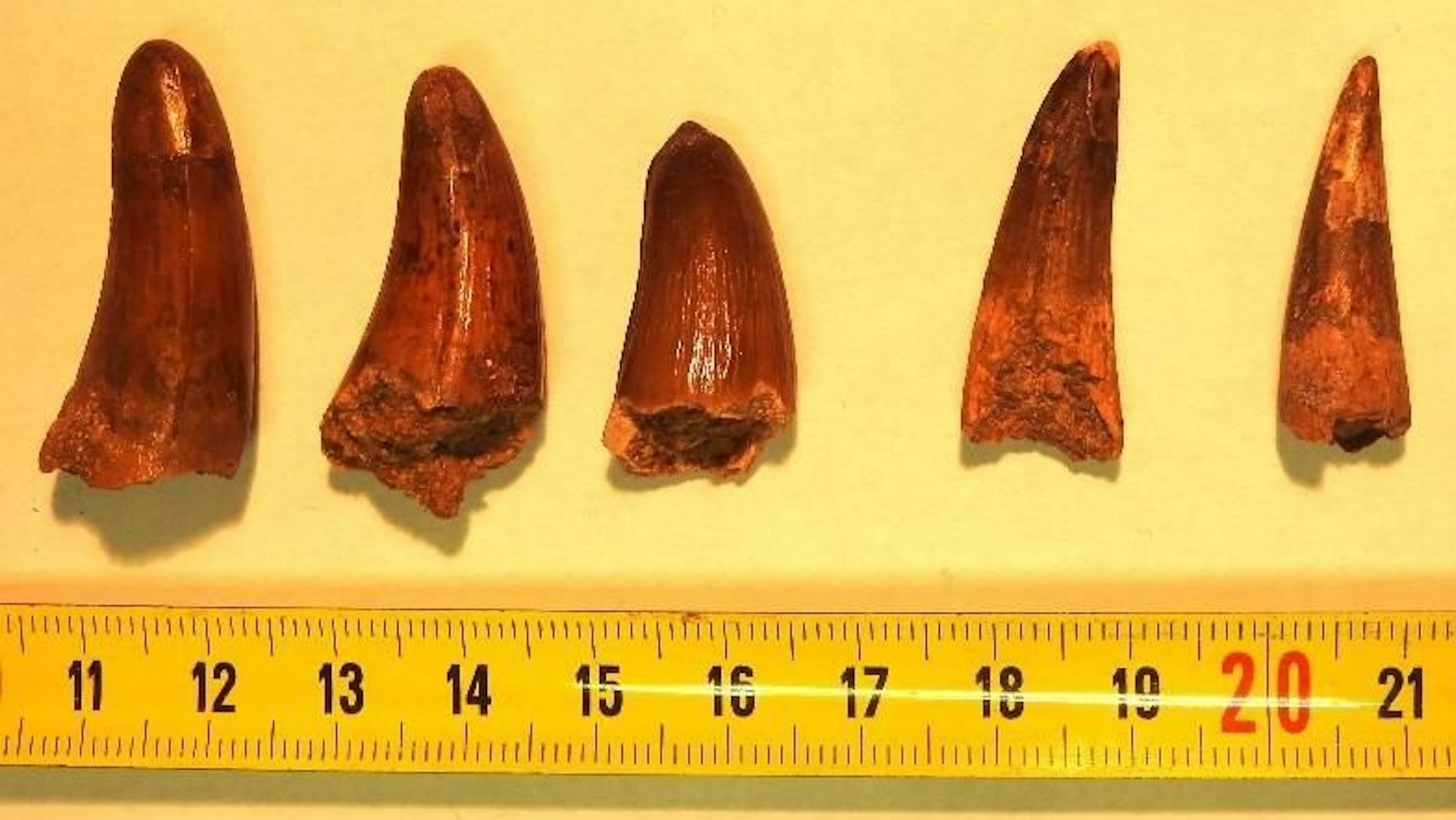 Mehrere Dinosaurierzähne liegen zur Untersuchung auf einer Unterlage. Französische Zöllner haben bei der Kontrolle eines Expressgut-Lieferwagens an der italienischen Grenze neun große Dinosaurierzähne entdeckt.