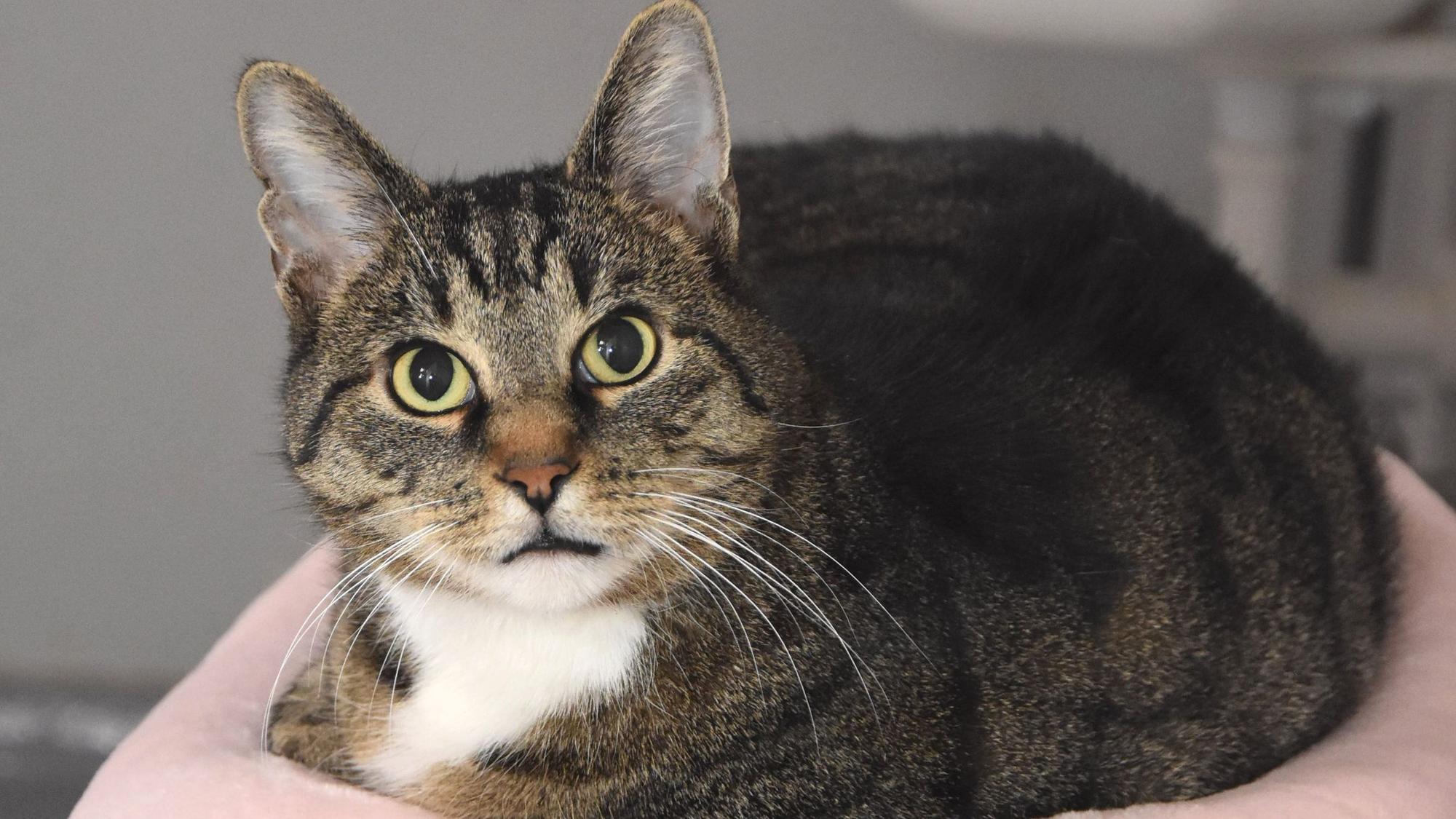 Eine Katze liegt auf einer rosafarbenen Decke.