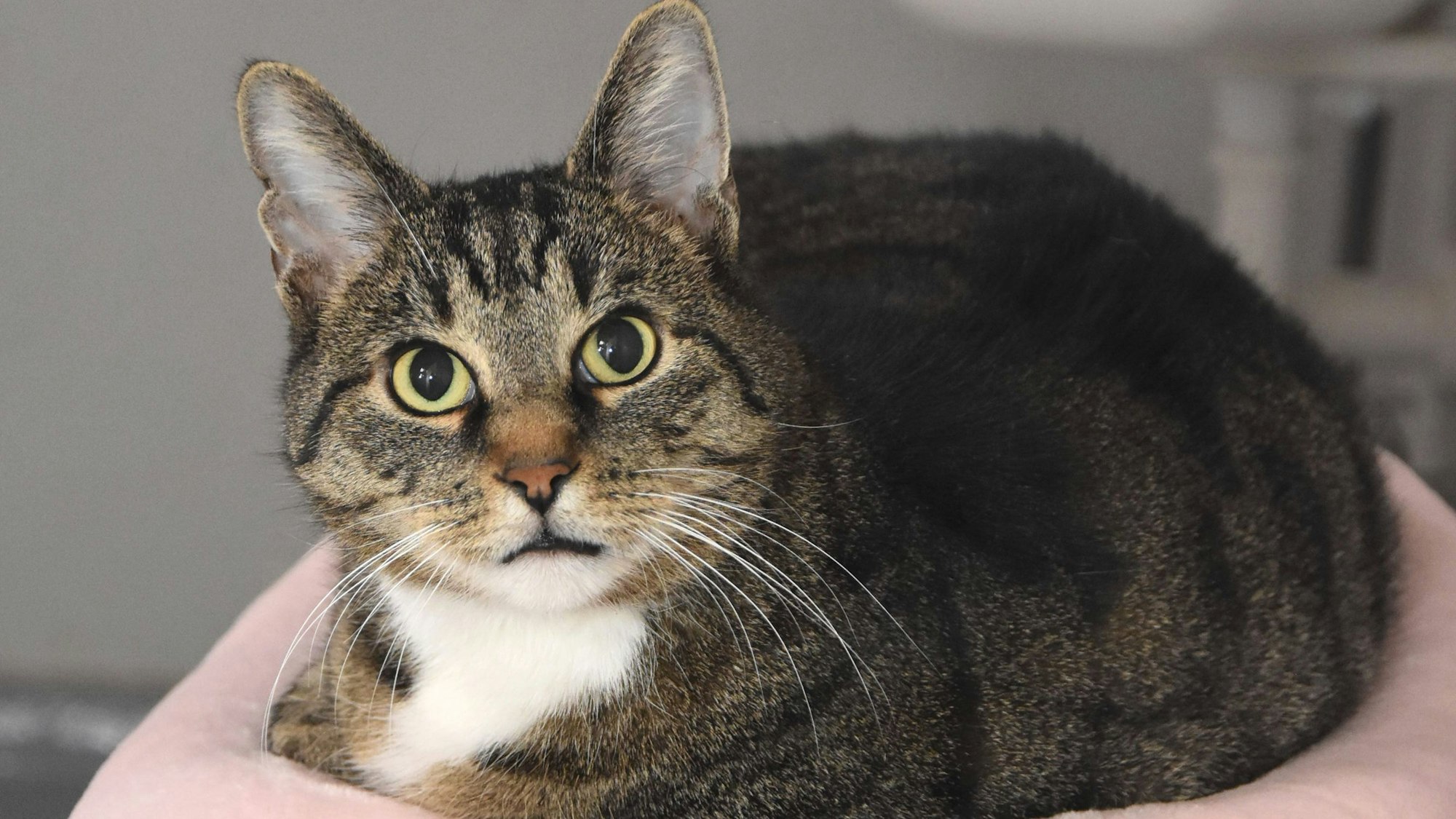 Eine Katze liegt auf einer rosafarbenen Decke.