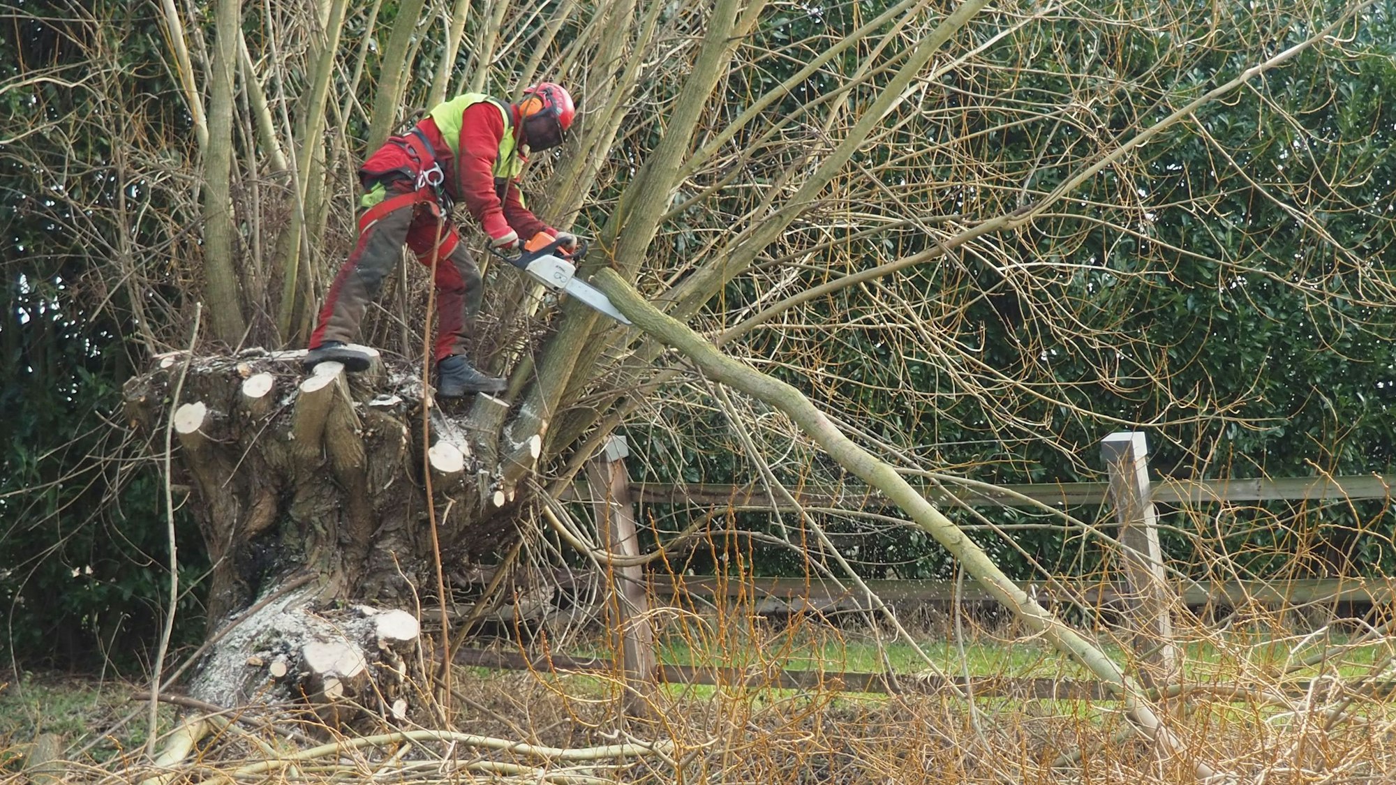 Ein Mann steht auf dem Stamm der Kopfweide und sägt Äste ab.