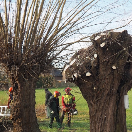 Im Vordergrund steht eine beschnittene Kopfweide, im Hintergrund eine, die ihre Äste noch trägt. Dazwischen hantieren Menschen mit Leitern und Motorsägen.