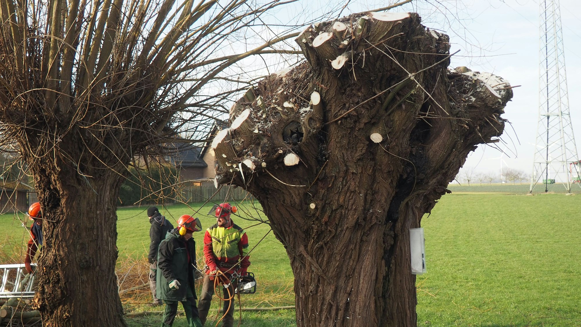 Im Vordergrund steht eine beschnittene Kopfweide, im Hintergrund eine, die ihre Äste noch trägt. Dazwischen hantieren Menschen mit Leitern und Motorsägen.