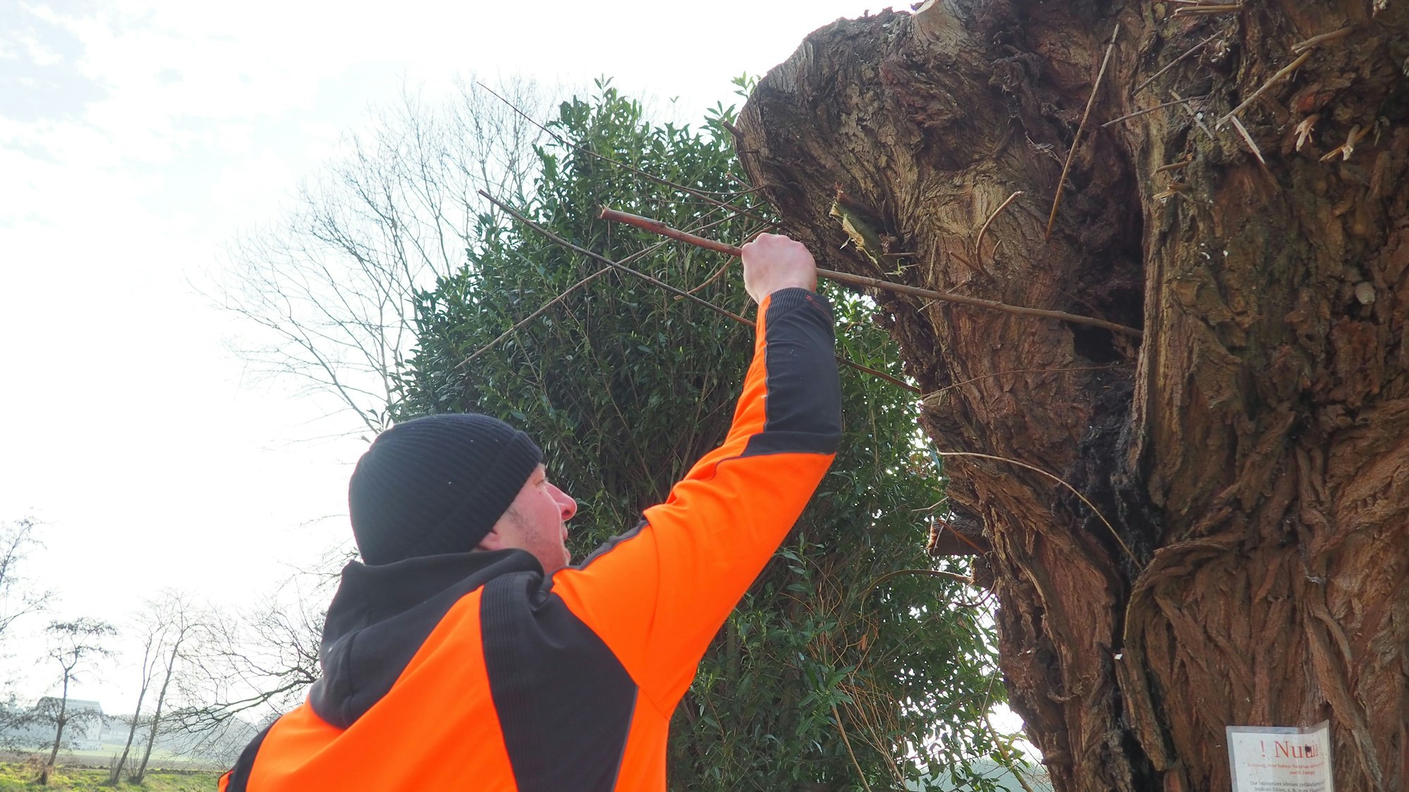 Bruno Arndt zeigt mit einem Stöckchen, wie tief das Loch im Weidenstamm ist.