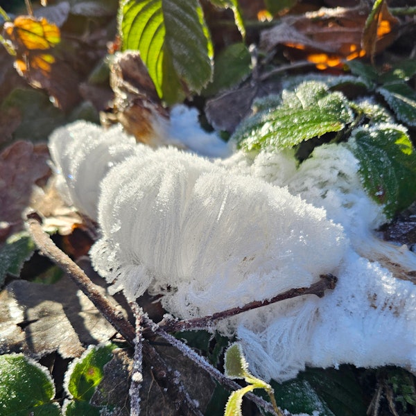 Weiße Fäden auf einem Ast.