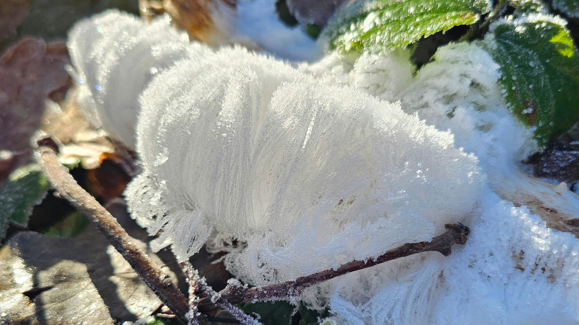 Weiße Fäden auf einem Ast.