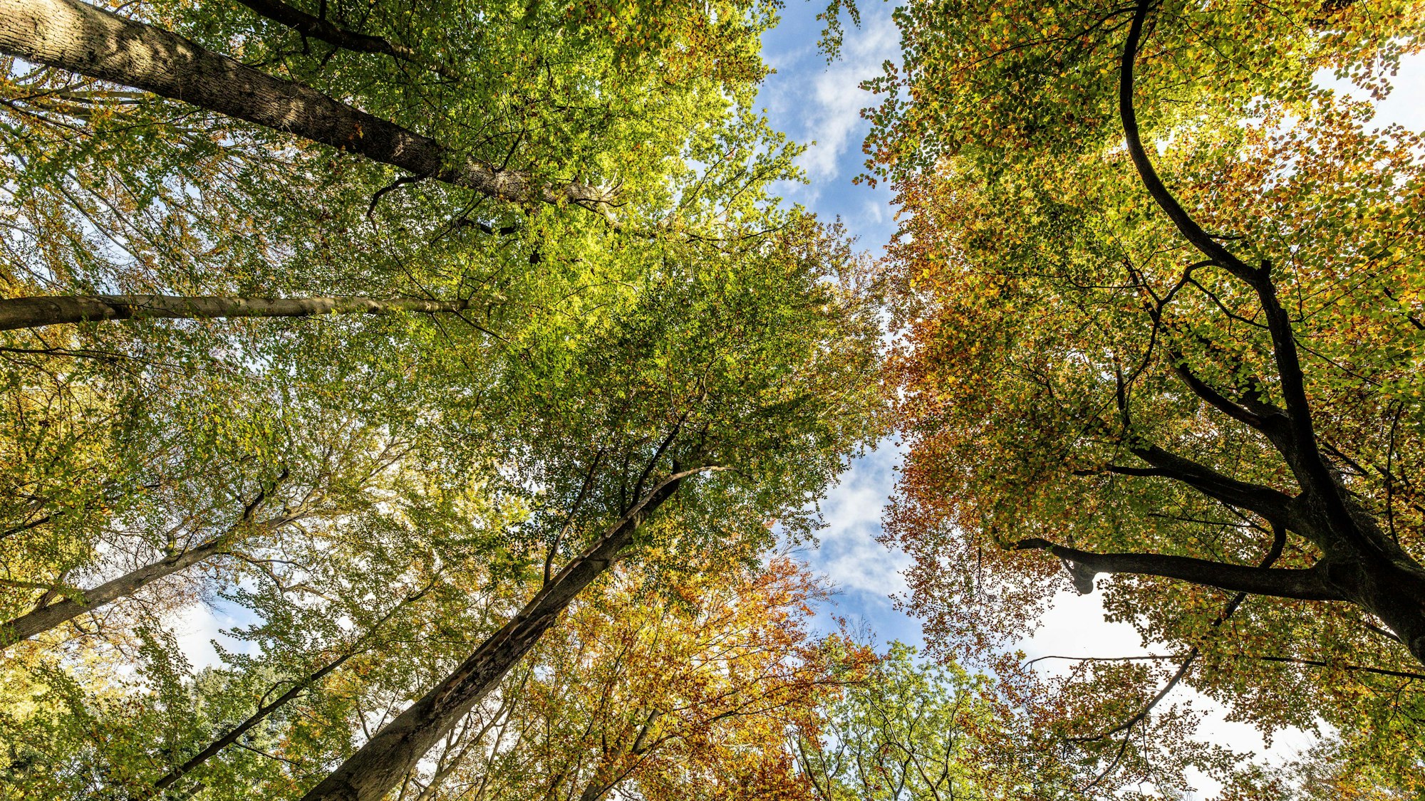 Ein Blick in belaubte Baumkronen.