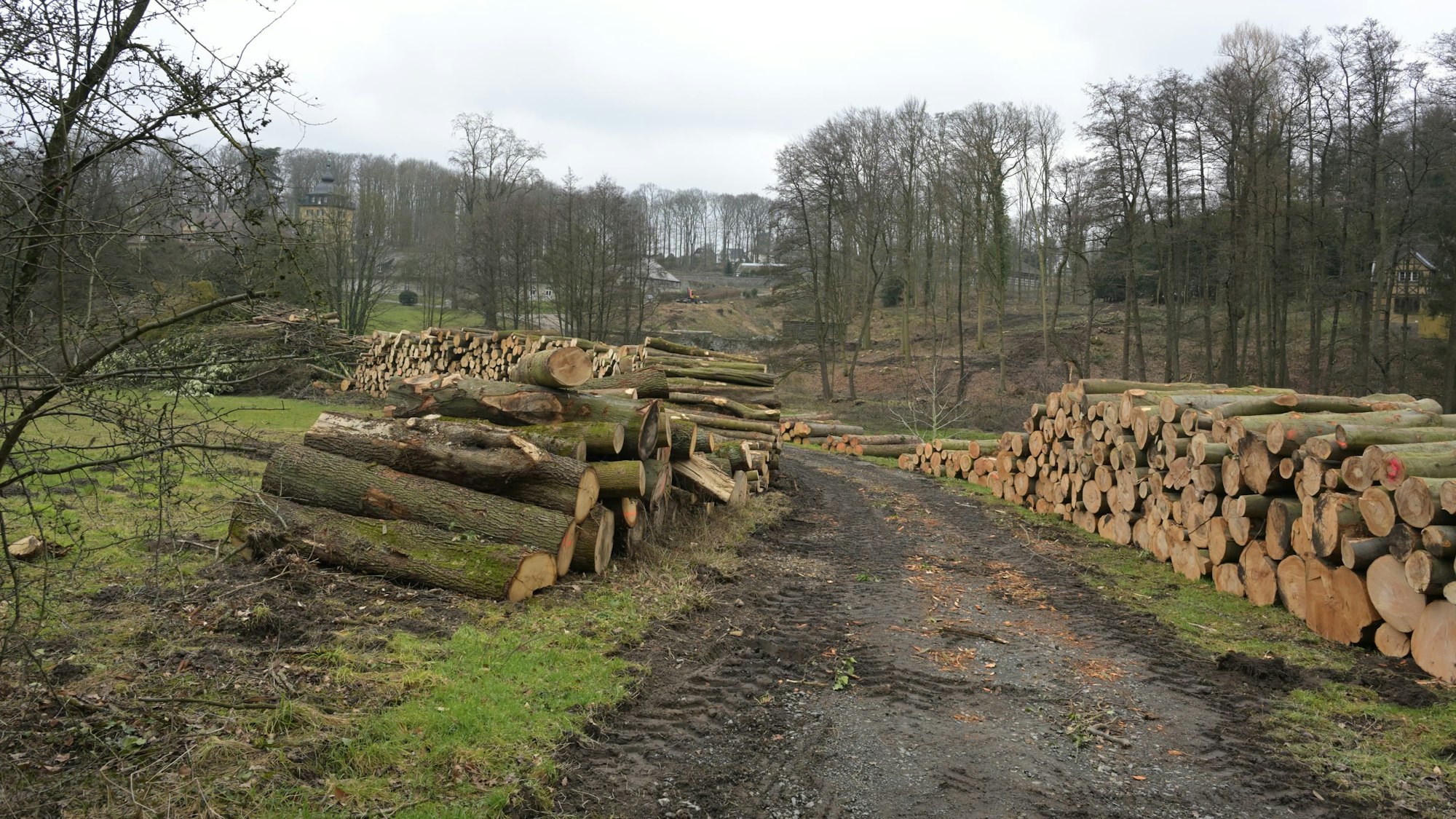 Holzstämme liegen am Rand eines Wegs an Schloss Lerbach.