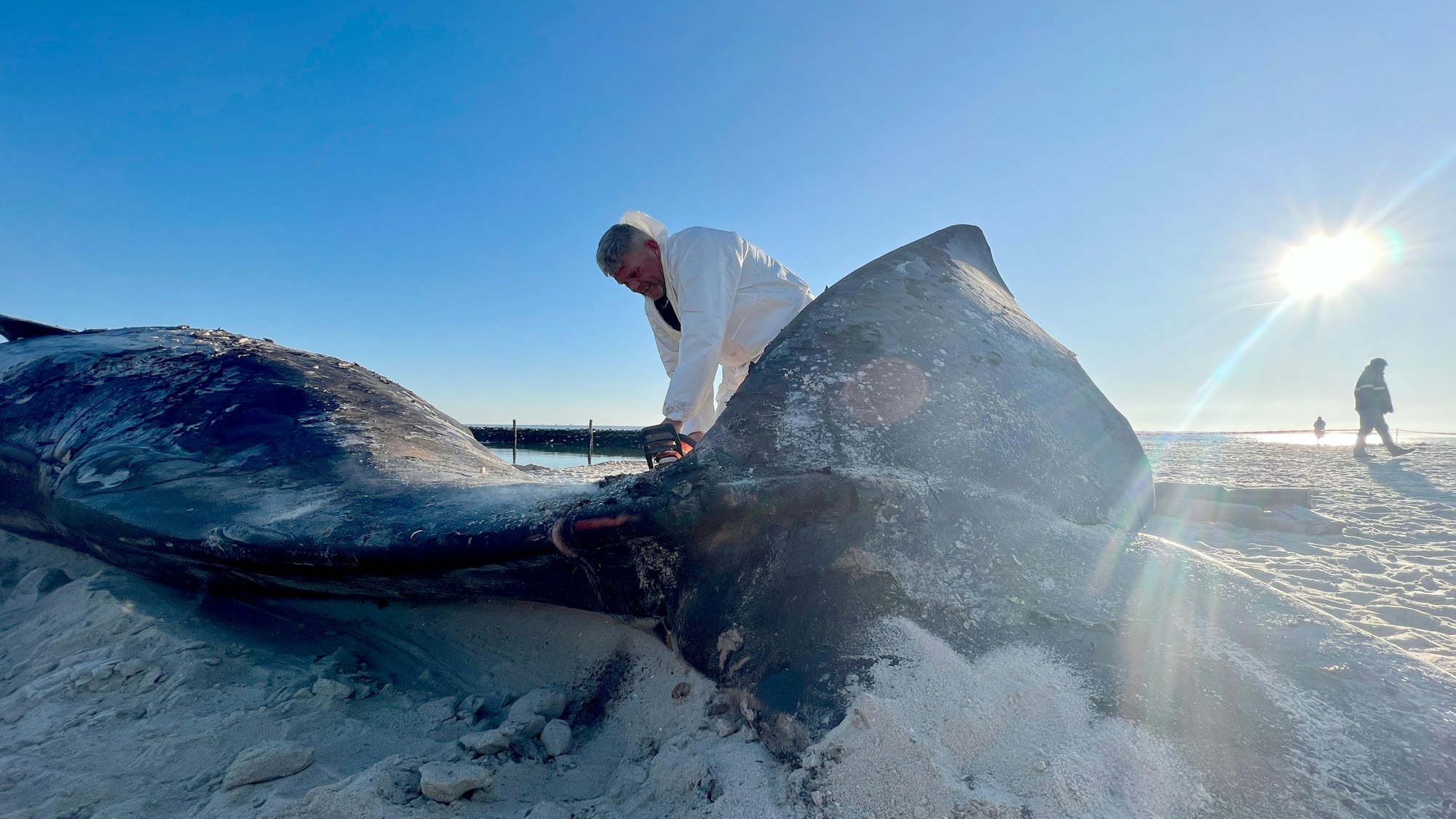 Timo Arp, Schlachter aus Jagel, zerlegt mit einer Motorsäge den Pottwal-Kadaver am Strand.