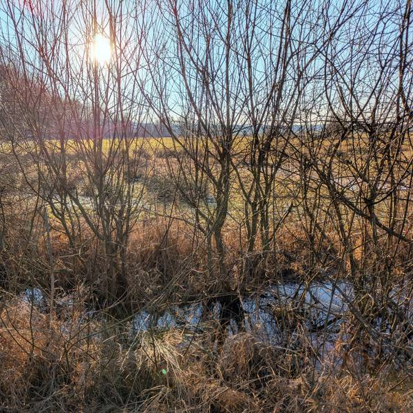 Die Landschaft rund um das Naturschutzgebiet „Kalkarer Moor/Grube Toni“