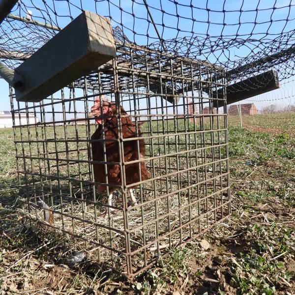 Das Foto zeigt ein Huhn in einer Habichtfalle.