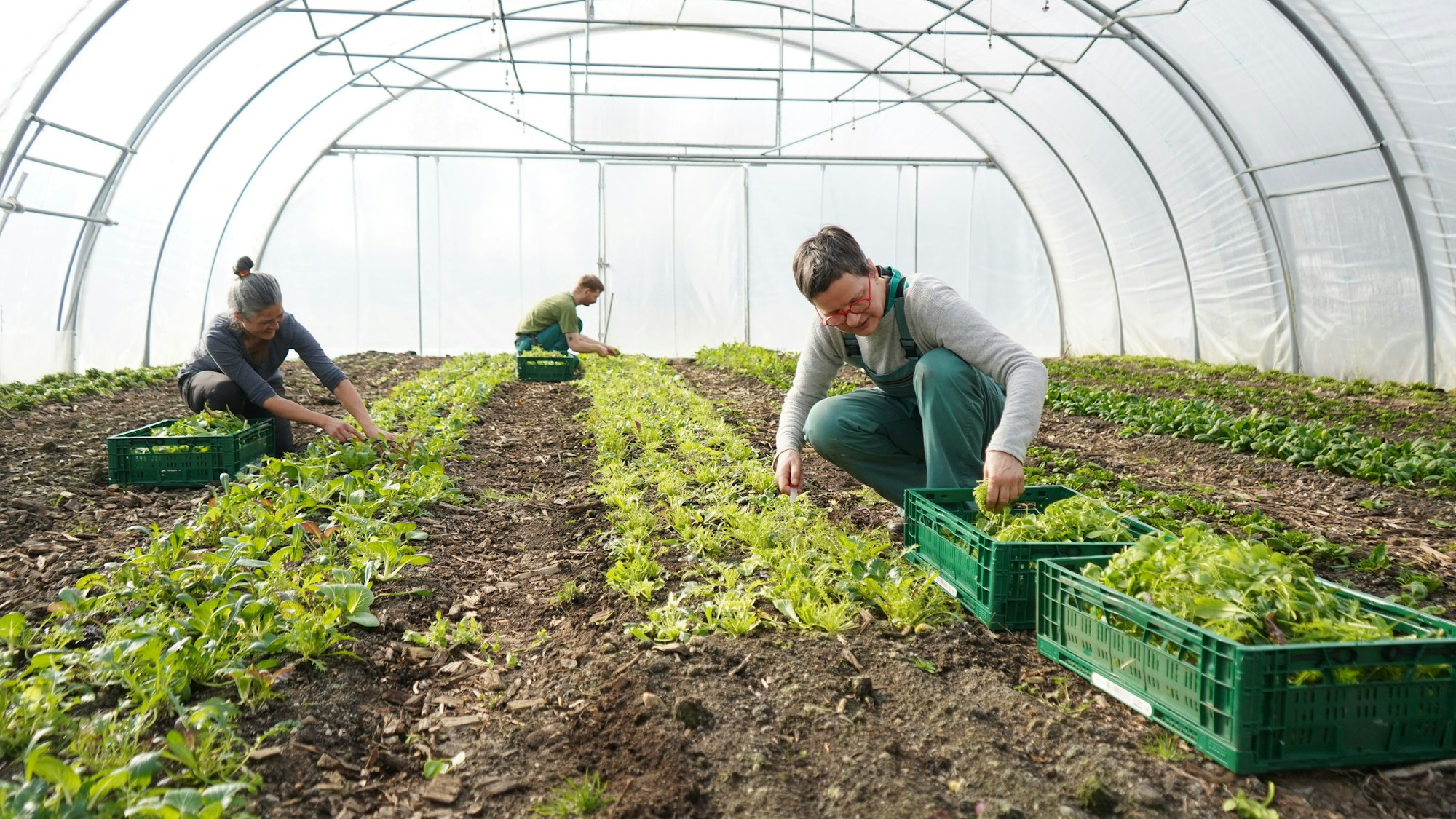 Das Foto zeigt Menschen in einem Folientunnel bei der Ernte.