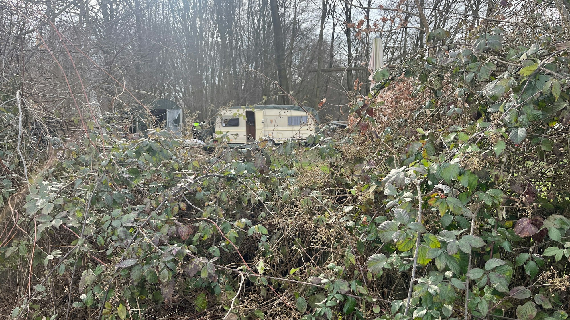 Ein Wohnwagen steht hinter dichtem Gebüsch auf einem Grundstück.