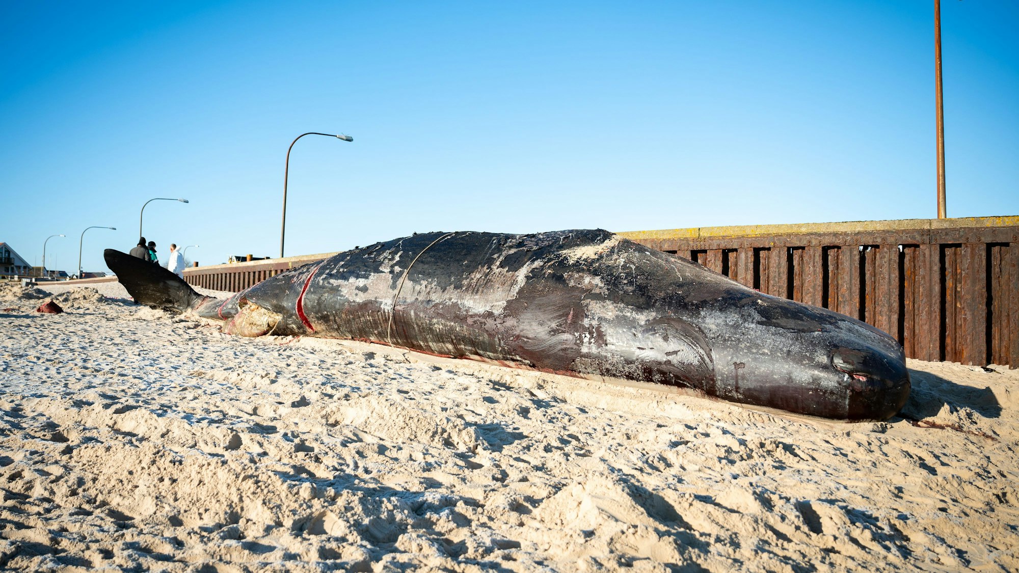 Der Pottwal-Kadaver liegt am Strand auf Sylt.