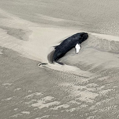 Ein toter Wal liegt vor der unbewohnten Wattenmeerinsel Minsener Oog südöstlich der Insel Wangerooge.