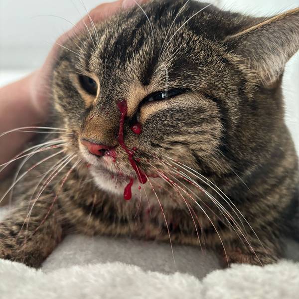 Eine Katze hat Blut im Gesicht, das aus einer Wunde austritt.
