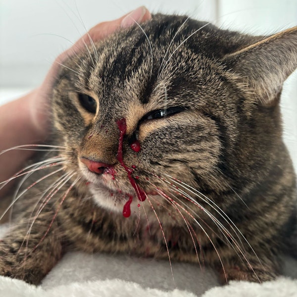 Eine Katze hat Blut im Gesicht, das aus einer Wunde austritt.