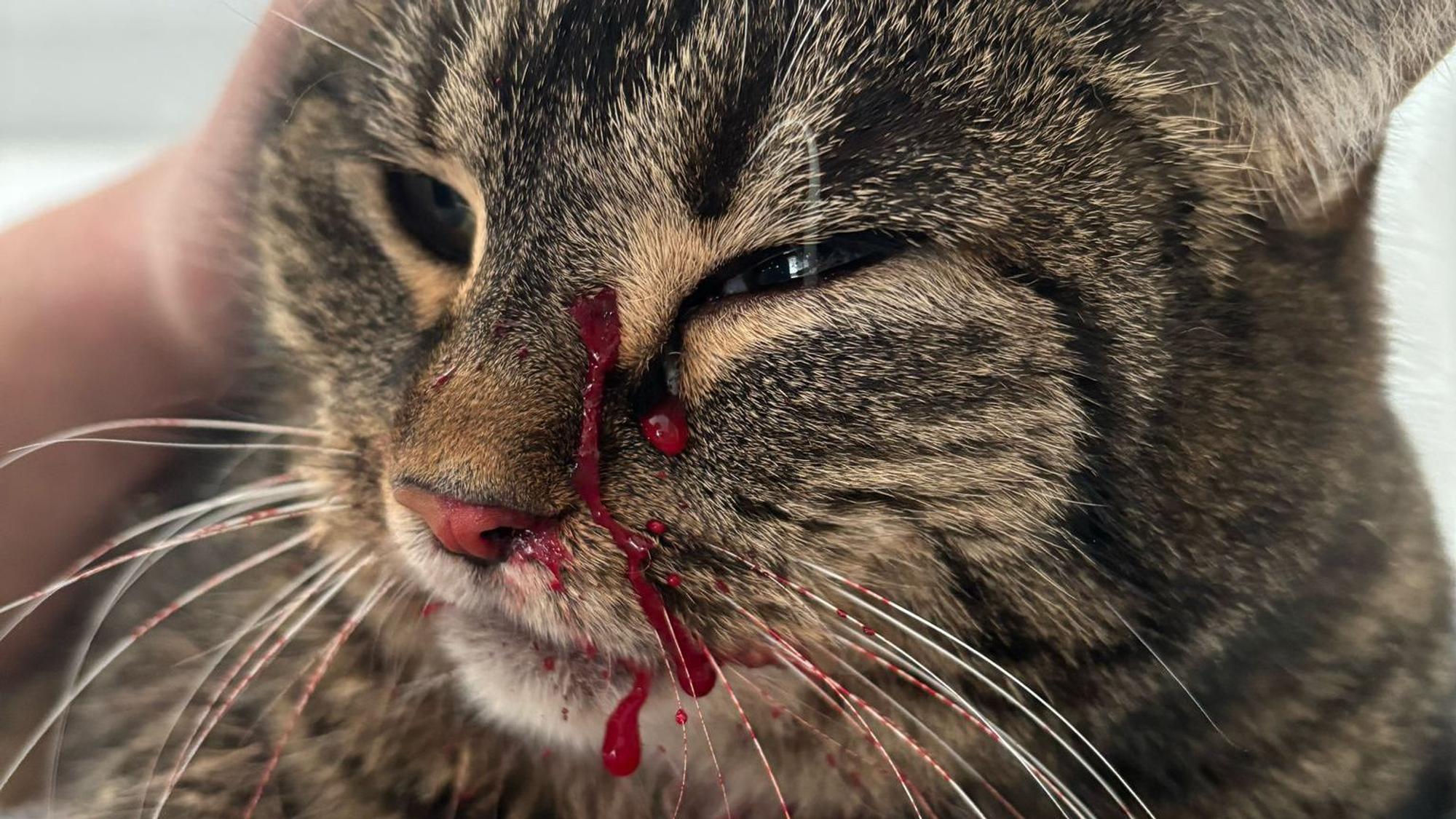 Eine Katze hat Blut im Gesicht, das aus einer Wunde austritt.