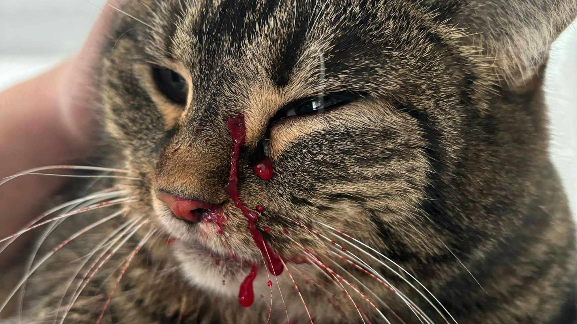 Eine Katze hat Blut im Gesicht, das aus einer Wunde austritt.