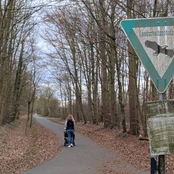 Das Bild zeigt einen Waldweg