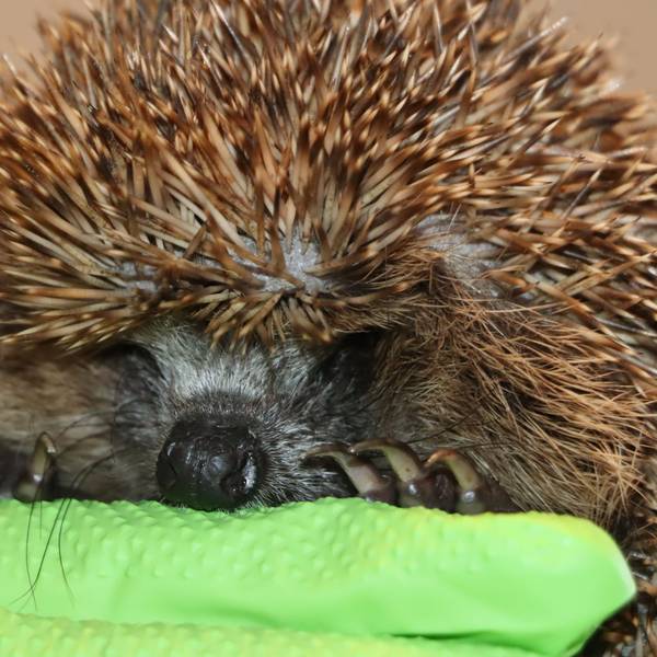 Ein Igel liegt auf einem grünen Tuch.