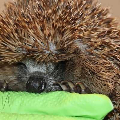 Ein Igel liegt auf einem grünen Tuch.