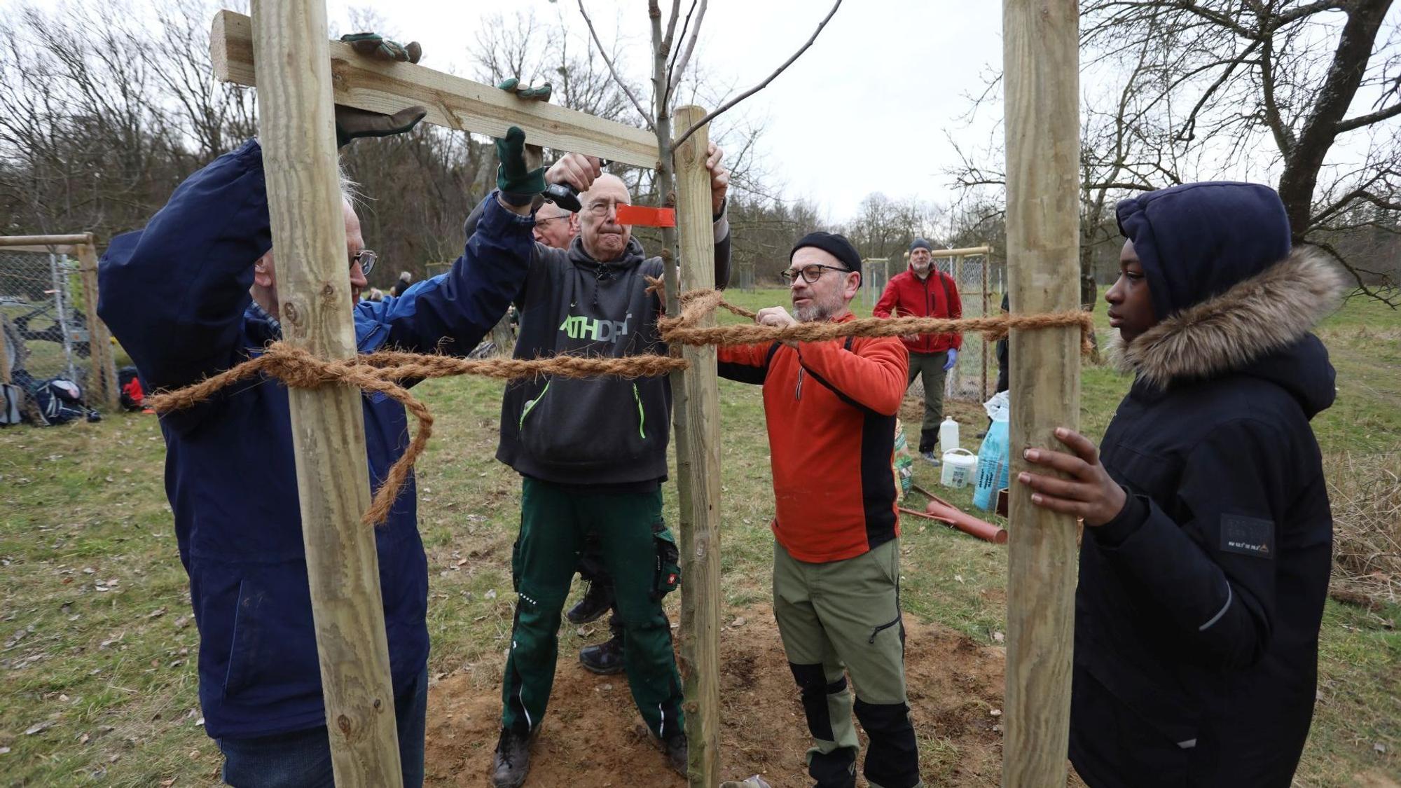 Mehrere Personen sichern einen jungen Baum mit Seilen an drei Pfählen.